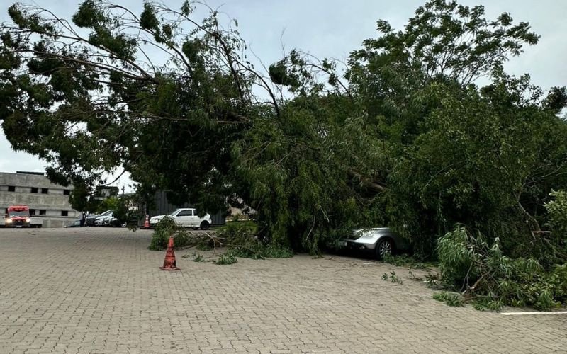 Árvore de grande porte caiu sobre veículos no estacionamento do Hospital Bom Jesus de Taquara | abc+