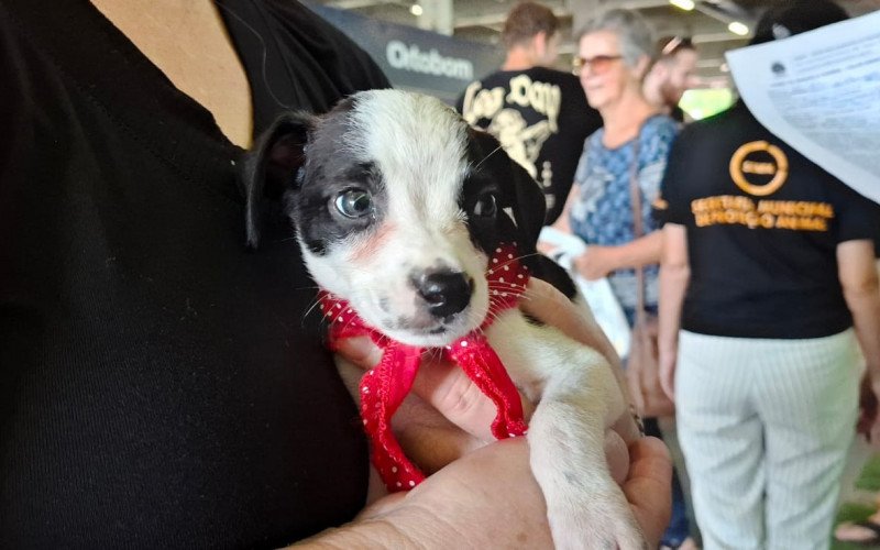Todos os animais disponíveis foram adotados, sendo 11 cães e cinco gatos