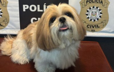 Final feliz! Polícia encontra cachorrinho da raça Shih-tzu que havia desaparecido no Vale do Sinos