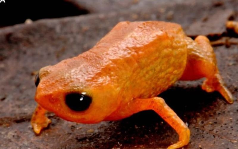 Lula recebe homenagem inusitada em nome de nova espécie de animal minúsculo | abc+