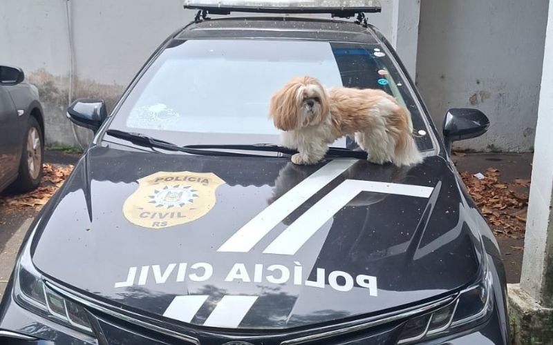 Final feliz! Cachorrinho da raça Shih-tzu que havia sido furtado é encontrado no Vale do Sinos | abc+