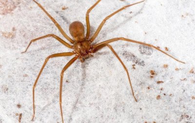 Chegada do calor requer cuidados com aranhas; Secretaria da Saúde de Gramado faz alerta e indica cuidados
