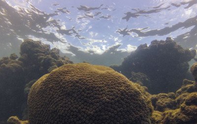 El Niño afeta ecossistema marinho no Oceano Atlântico, diz estudo