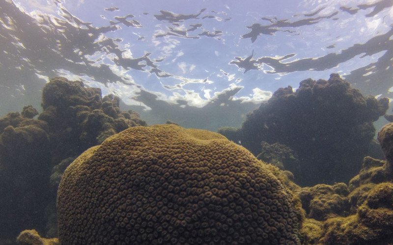 El Niño afeta ecossistema marinho no Oceano Atlântico, diz estudo | abc+