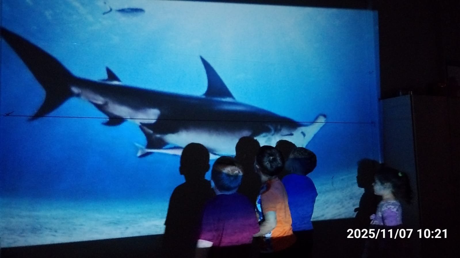 Tubarões e baleias entre os animais marinhos que mais impressionaram os alunos | abc+