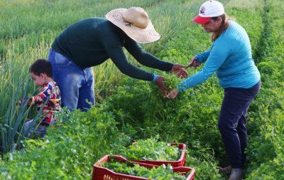 Agricultores que tiveram perdas consecutivas por conta do clima poderão acessar crédito