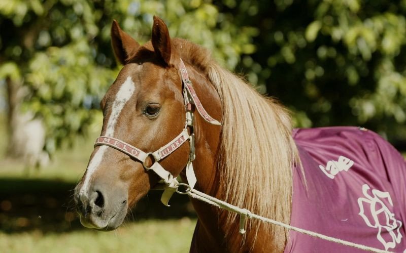 Cavalo Caramelo | abc+