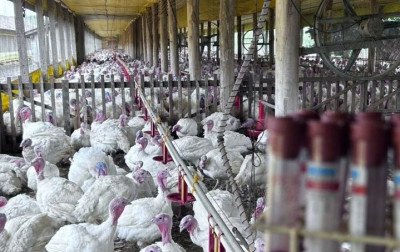 Em alta no mercado, carne de peru mantém a qualidade no RS
