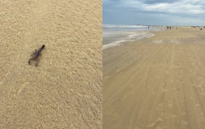 "Hoje presenciei uma cena inusitada: um escorpião na beira da praia"; é normal encontrar animal no litoral do RS?