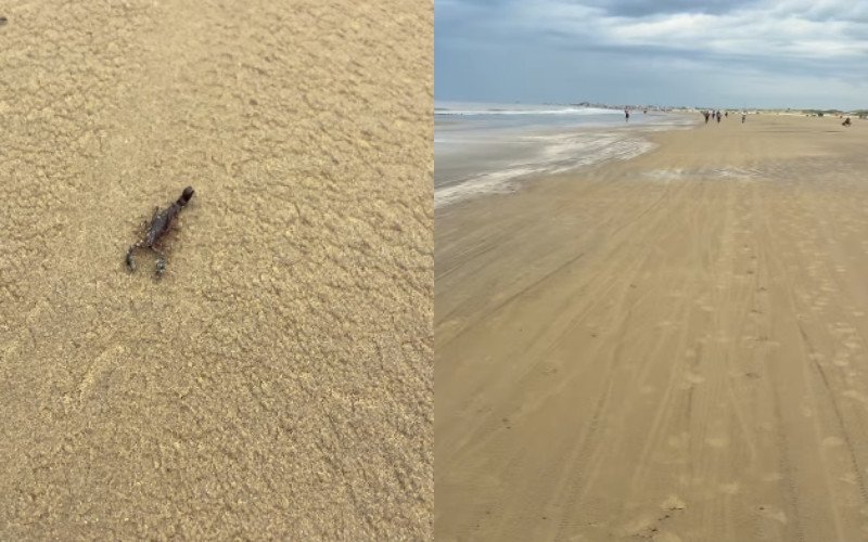 Escorpião foi gravado à beira mar na praia do Cassino, no litoral do RS | abc+