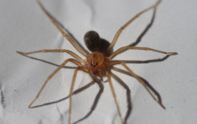 Cuidado: Aparição de animais peçonhentos aumenta com o calor; saiba como evitar que eles invadam a sua casa