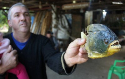 PALOMETAS: Espécie de piranha volta a aparecer na Praia do Paquetá, em Canoas