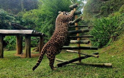 Animais do zoológico de Gramado ganham presentes de Natal