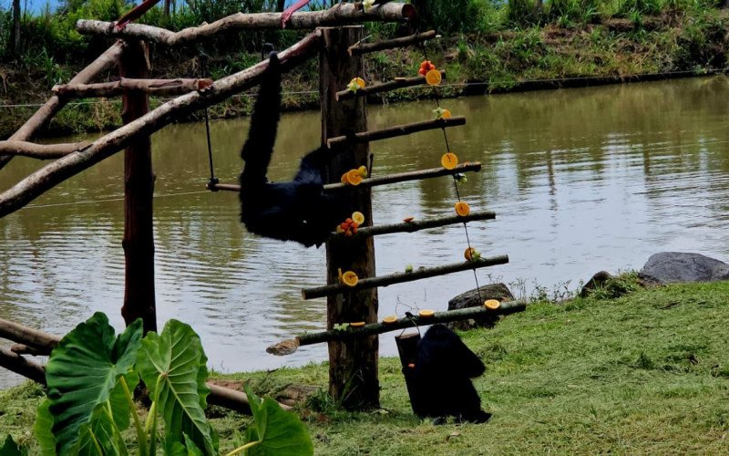Animais do zoológico de Gramado ganham presentes de Natal 