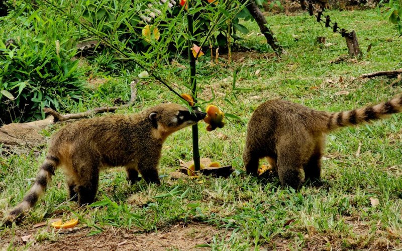 Animais do zoológico de Gramado ganham presentes de Natal 