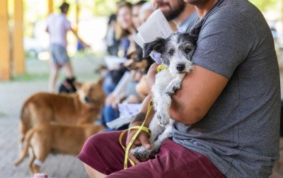 Ações da Sempa castraram mais de 2,3 mil cães e gatos ao longo de 2025