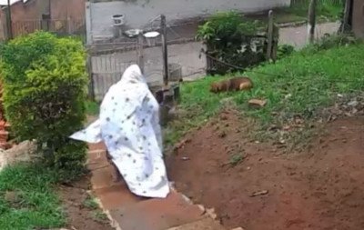 VÍDEO: Mulher tenta usar lençol para salvar cachorra de ataque de abelhas na região metropolitana