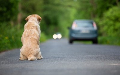 "Município está sobrecarregado": Abandono de animais em Gramado aumenta 120% em 2025