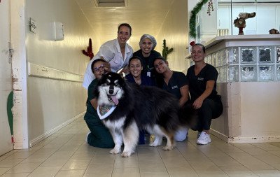 Cão da raça Husky Siberiano é funcionário por um dia e alegra pacientes de hospital em Gramado