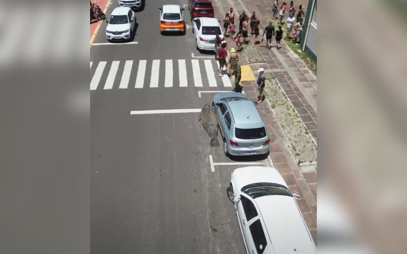 Elefante-marinho é visto em avenida de Tramandaí e chama atenção de moradores e turistas | abc+
