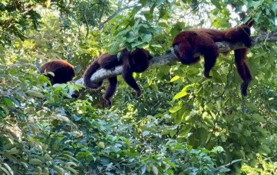 Bugios surpreendem e encantam visitantes em trilha no Vale do Sinos; veja vídeo