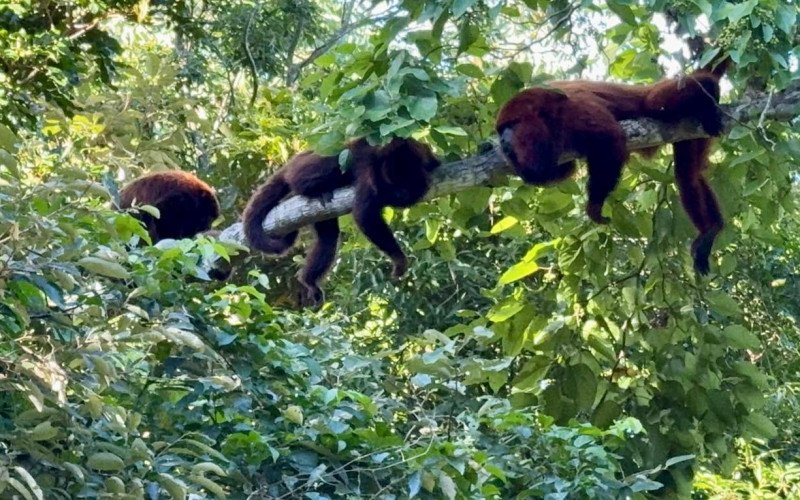 Bugios encantam visitantes em trilha no Vale do Sinos | abc+