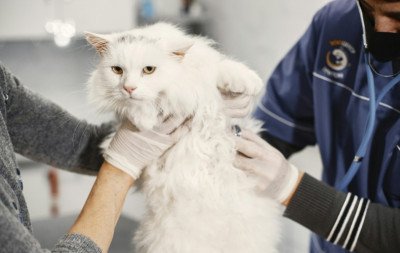 Conselho de Veterinária alerta para doença que afeta gatos e humanos: "Impacto significativo na saúde"
