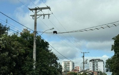Passarelas aéreas criam rotas seguras para a fauna em Dois Irmãos