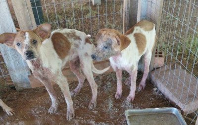 "Os animais estavam se matando": Cães são resgatados de maus-tratos no Vale do Sinos