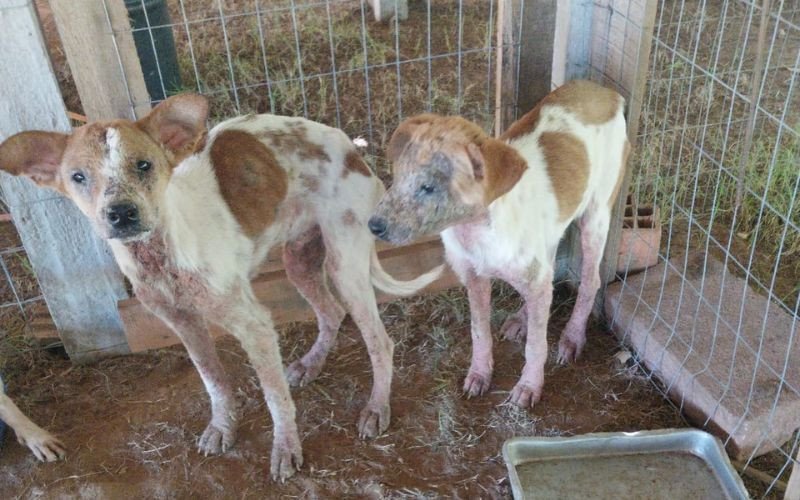 Situação de cães resgatados de maus-tratos em Portão