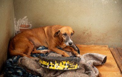 Fiscalização por abandono de animais é intensificada no período de férias