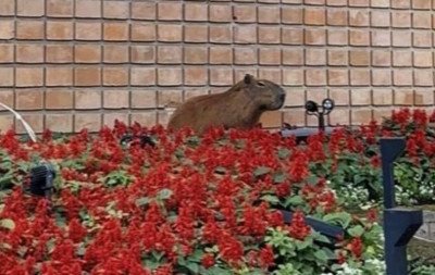 VÍDEO: Duas capivaras são resgatadas em passeio no Centro de Canela