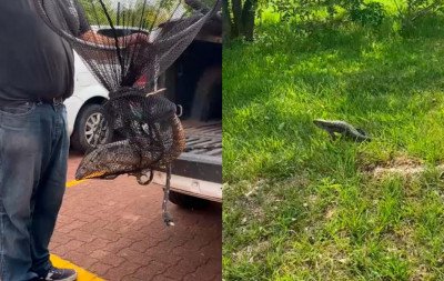 Lagarto que morava em escola é resgatado em Novo Hamburgo