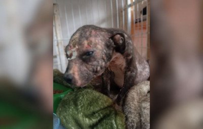 Mais de 30 casos em 20 dias: Aumentam denúncias de abandono de animais e maus-tratos