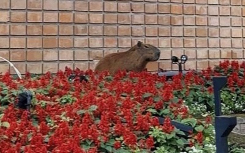 Capivara no jardim da Prefeitura de Canela