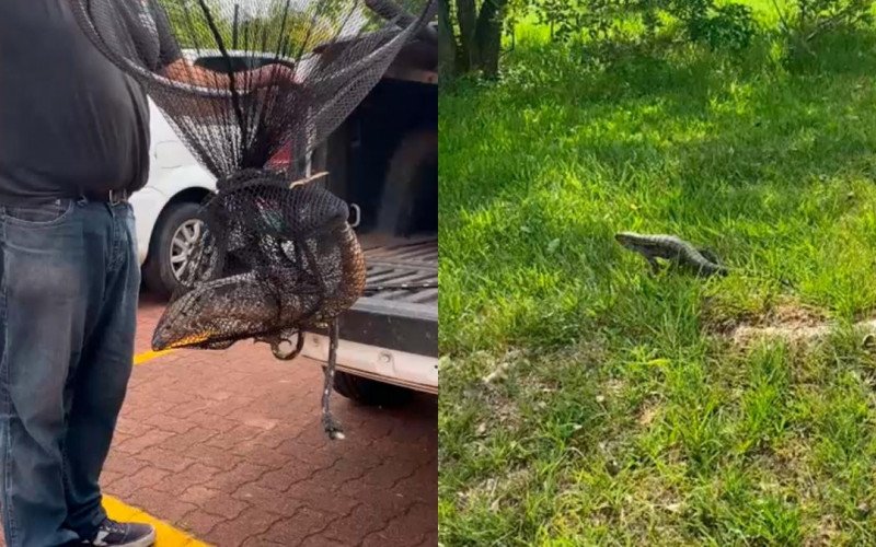 Lagarto foi resgatado e levado até o Parcão de Novo Hamburgo | abc+