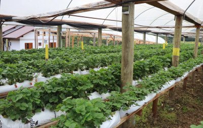 Três Coroas promove cursos gratuitos de qualificação no campo