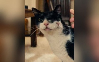 Gata de "O Agente Secreto" ganha prêmio de atuação animal em festival de Nova York