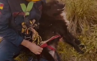 Bombeiros de Taquara resgatam cão na localidade de Pega Fogo Alto