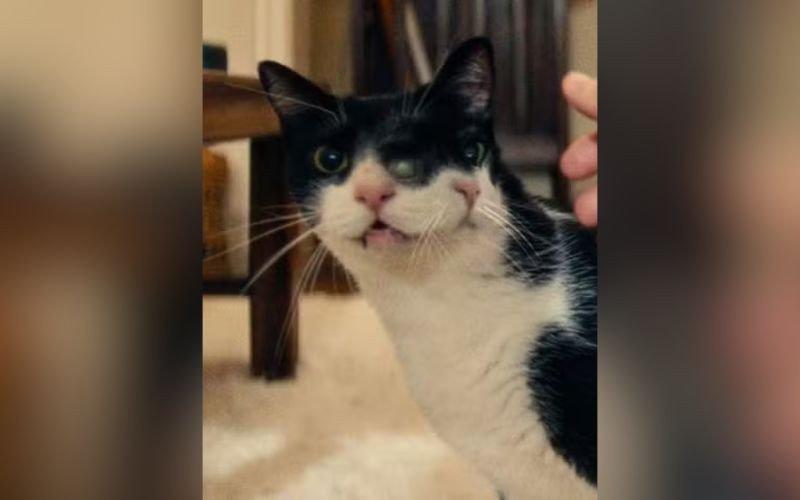 Gata de "O Agente Secreto" ganha prêmio de atuação animal em festival de Nova York | abc+
