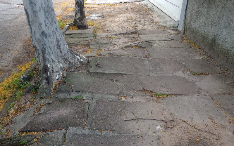 É comum ver raízes de árvores levantando pedras da calçada, como no bairro Rio dos Sinos