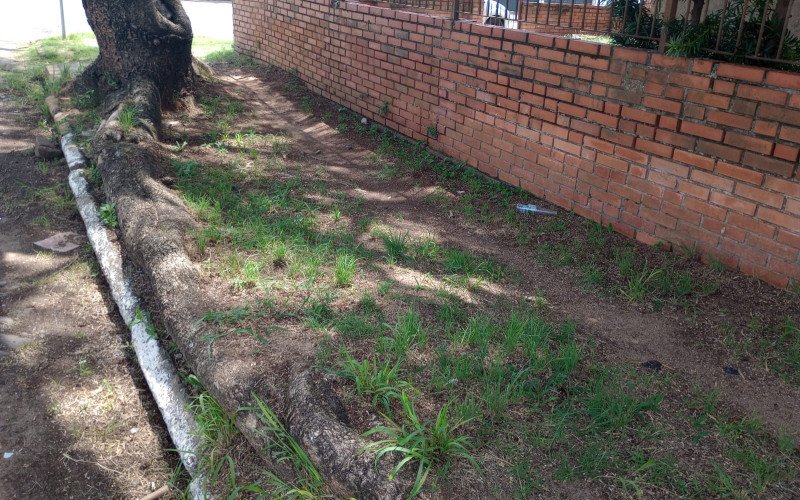 No bairro Rio dos Sinos é comum encontrar os passeios públicos obstruídos por mato, raízes de árvores que levantaram pedras