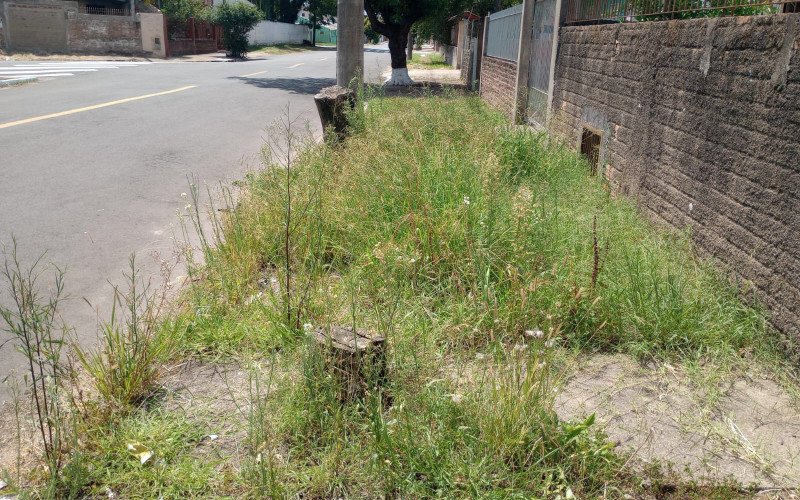 No bairro Rio dos Sinos é comum encontrar os passeios públicos obstruídos por mato, raízes de árvores que levantaram pedras