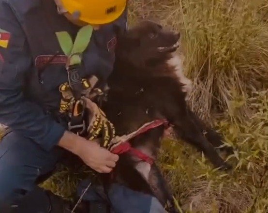 Animal foi resgatado sem ferimentos | abc+