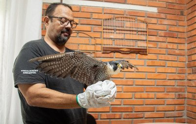 Falcão que pode voar a 300 km/h é atingido por tiro; o que vai acontecer com a ave resgatada no Vale do Sinos