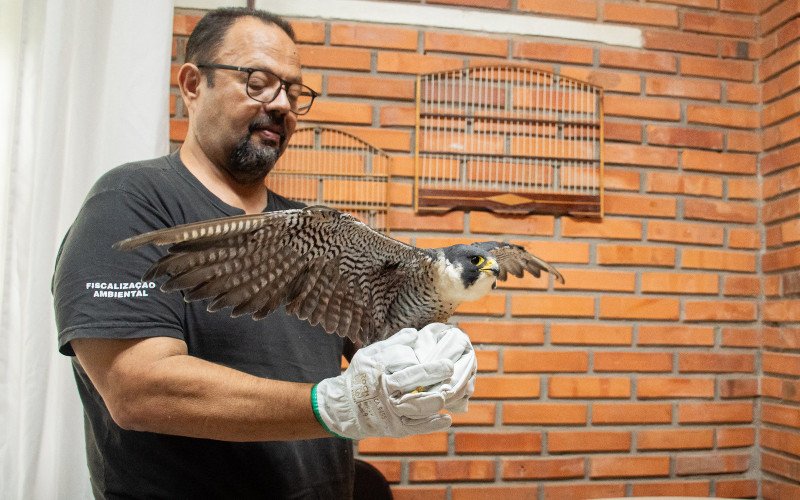 Ave foi atingida por um tiro de arma de fogo na asa direita | abc+