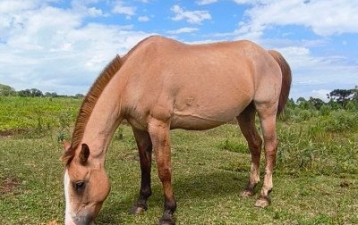 Centro de proteção animal de Canela está com 17 cavalos para adoção; saiba quais os critérios para se habilitar