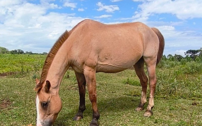 Cempra de Canela disponibiliza cavalos para adoção responsável