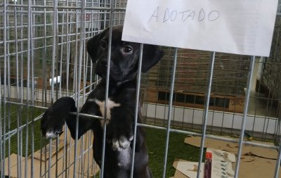 Mais de 20 animais ganham novo lar no primeiro Espaço de Adoção do ano