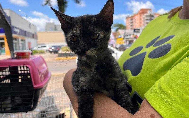 Feira de adoção de animais em Estância Velha | abc+